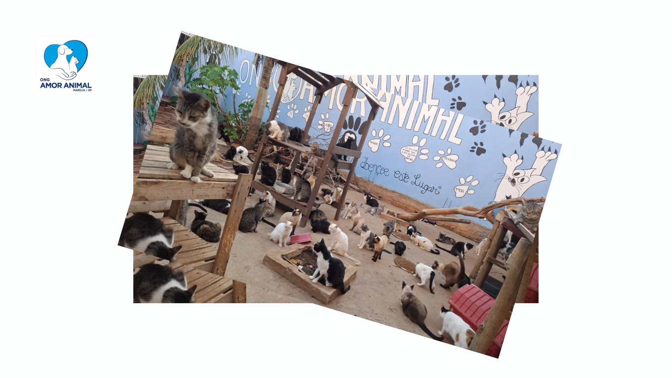 Feira de Adoção